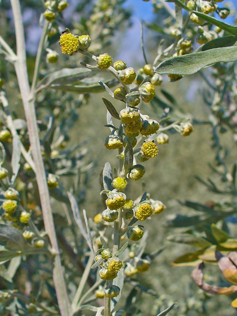 Artemisia absinthium 0002