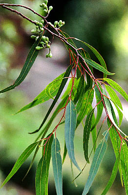 EucalyptusCitriodoraLG