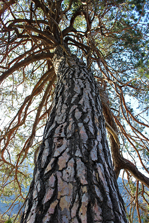Grove Den Pinus sylvestris pine px1
