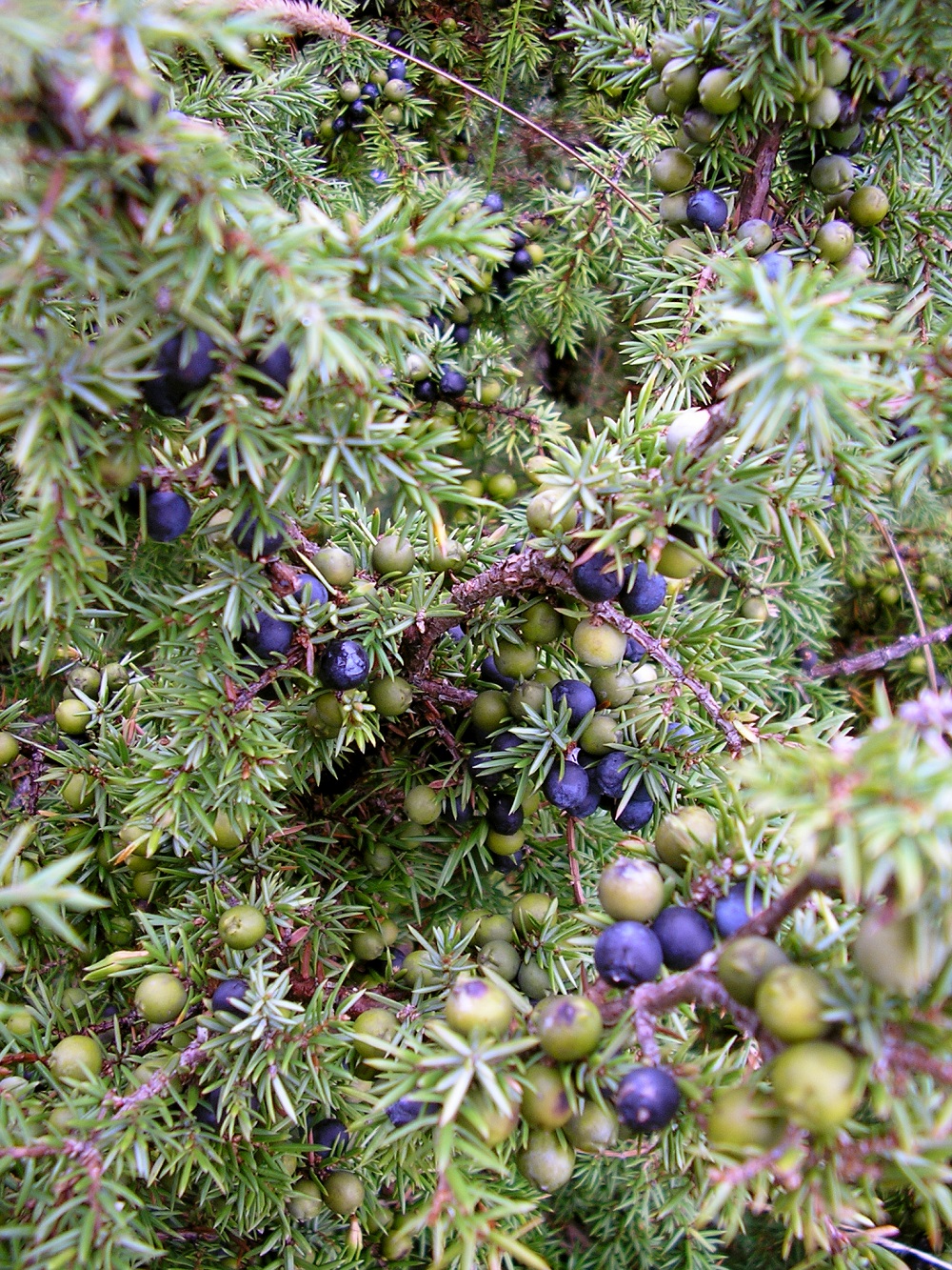 Juniperus communis at Valjala on 2005-08-11