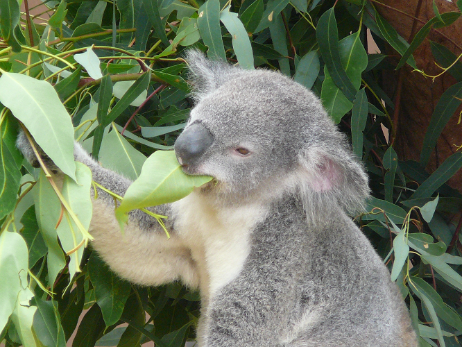 Koala tree nature branch leaf