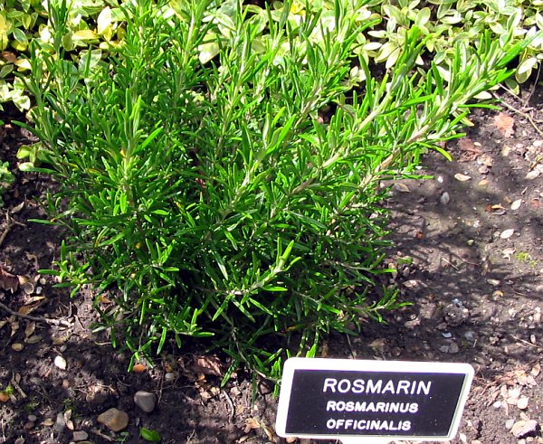 Rosmarinus officinalis ubt