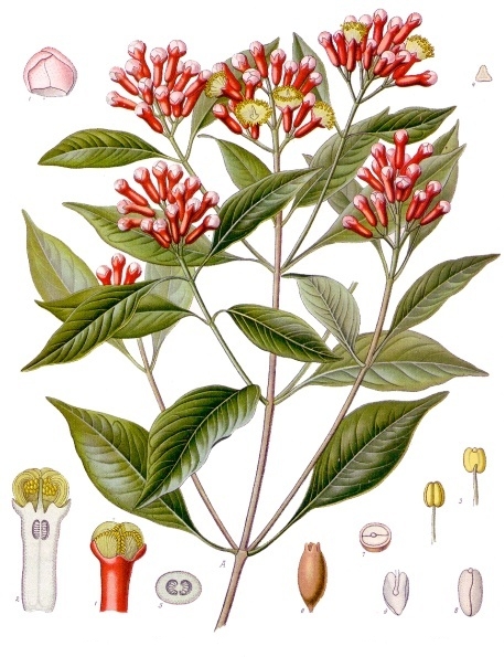 Syzygium aromaticum Köhlers Medizinal Pflanzen 030