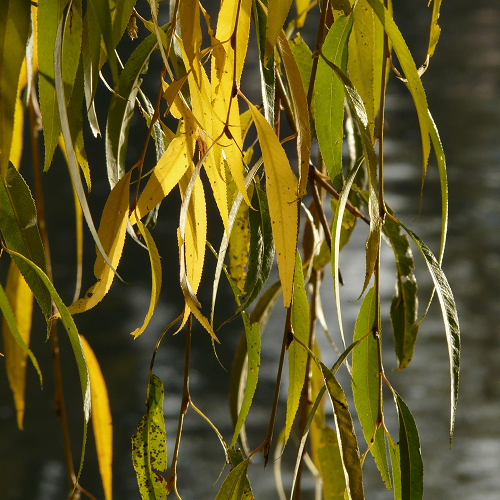 Wilg salix alba willow leaves