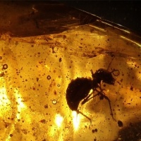 ant_in_amber_493118553