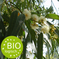 eucalyptus_globulus-bio