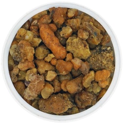 ferula_asafoetida-hars