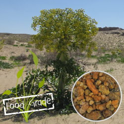 ferula_asafoetida_uzbekistan-fg