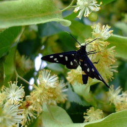 lindebloesem-vlinder